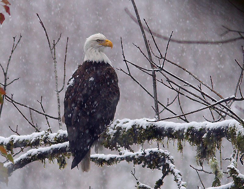 Snowy Eagle