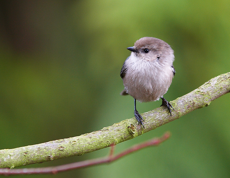 Bushtit