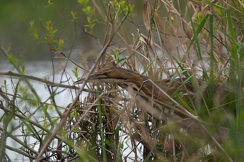 American Bittern