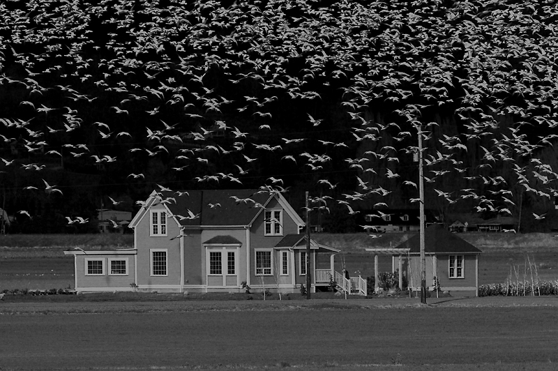 The Birds