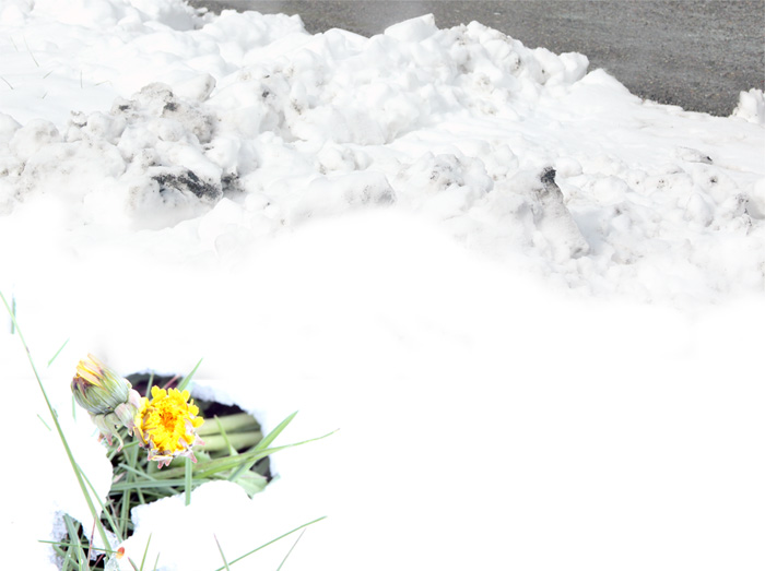 Dandelion in Snow