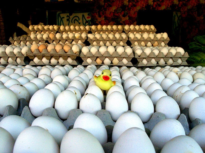 Duck Eggs by SusanG
