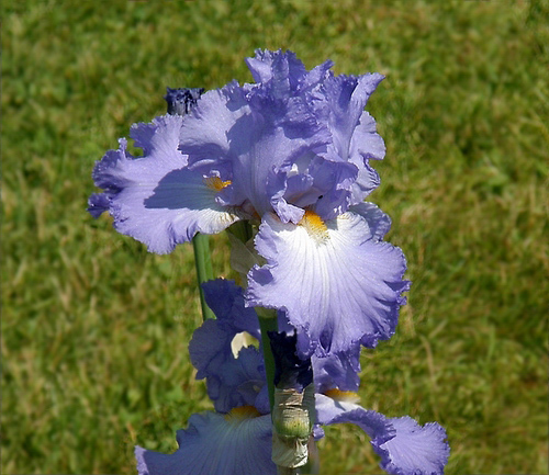 Blue Iris<br><b>by Pat Liu
