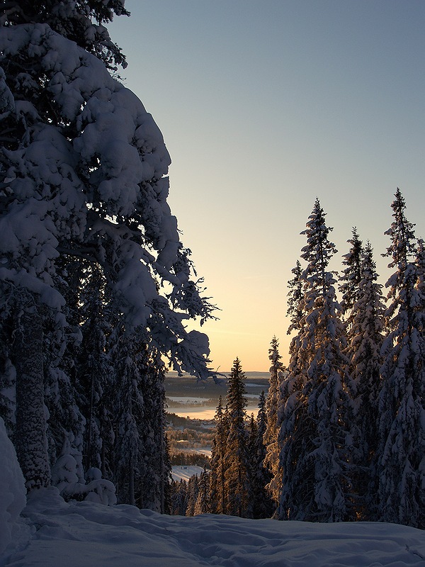 Fifth Place<br>Golden Kingdom of Winter<br>by Vio (Marlene)