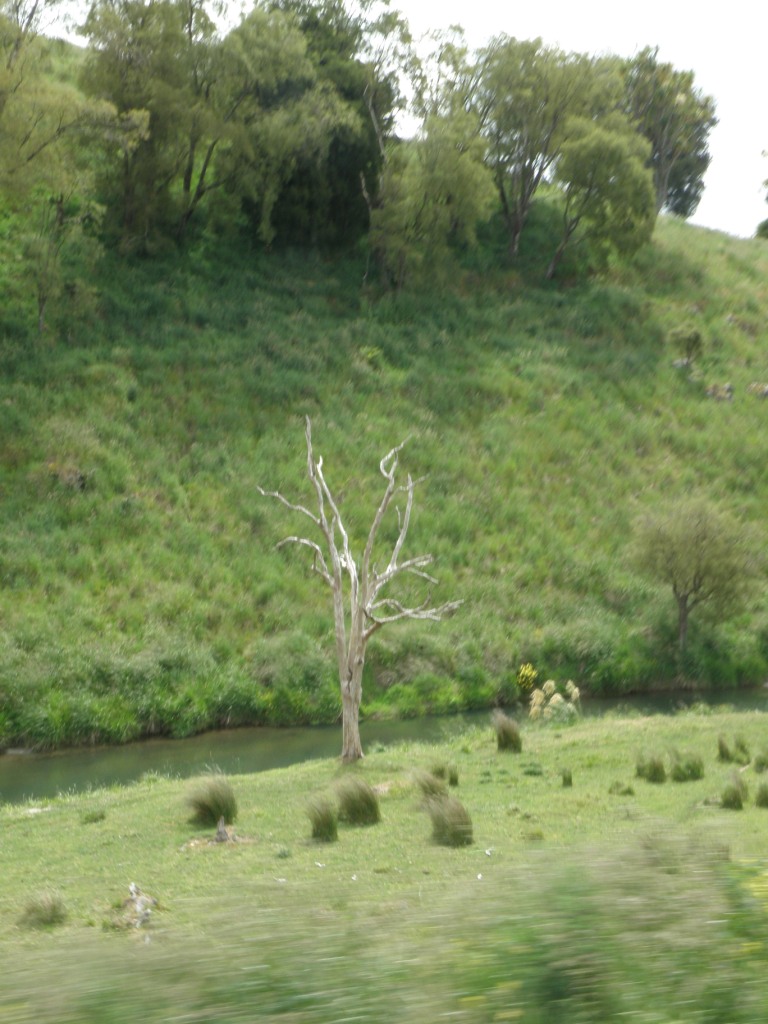 Tree<b><br>by Oly Champ