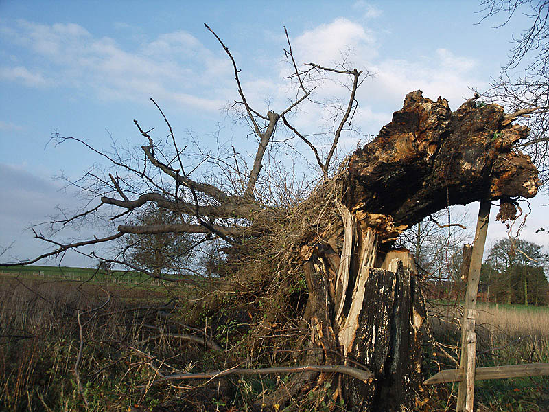 Wind One - Oak Nil<br>By Andrew (Snowspond)