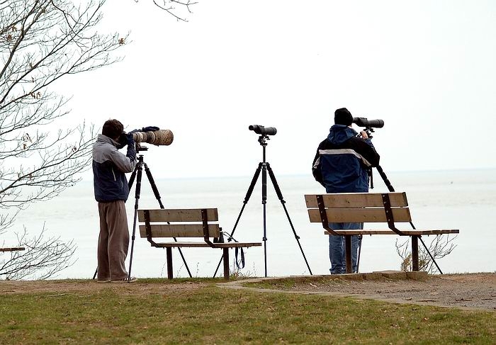 I See Some Birds<br> by Pat Liu