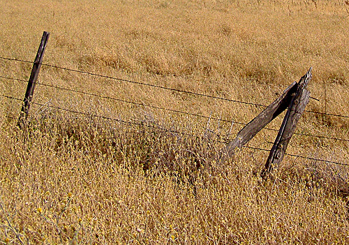 Fence Posts<br><b>by Lois Ann</b>