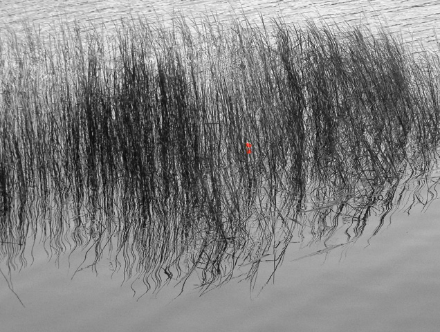 Red Bobber<br><b>by Lois Ann</b>