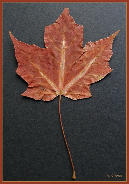 Maple Leaf From Alaska 1987 <br>by CC