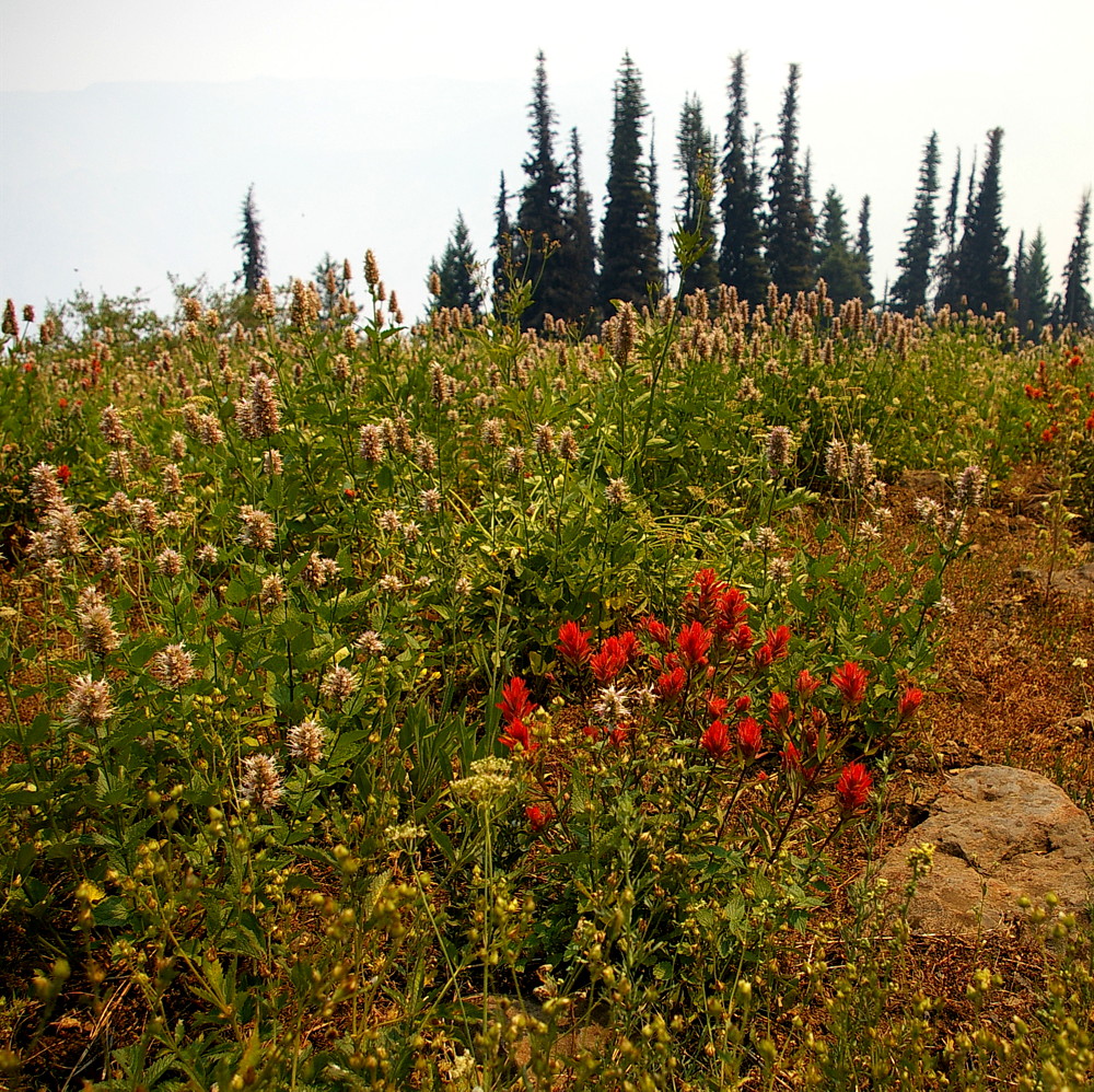 eastern Oregon 259r.jpg