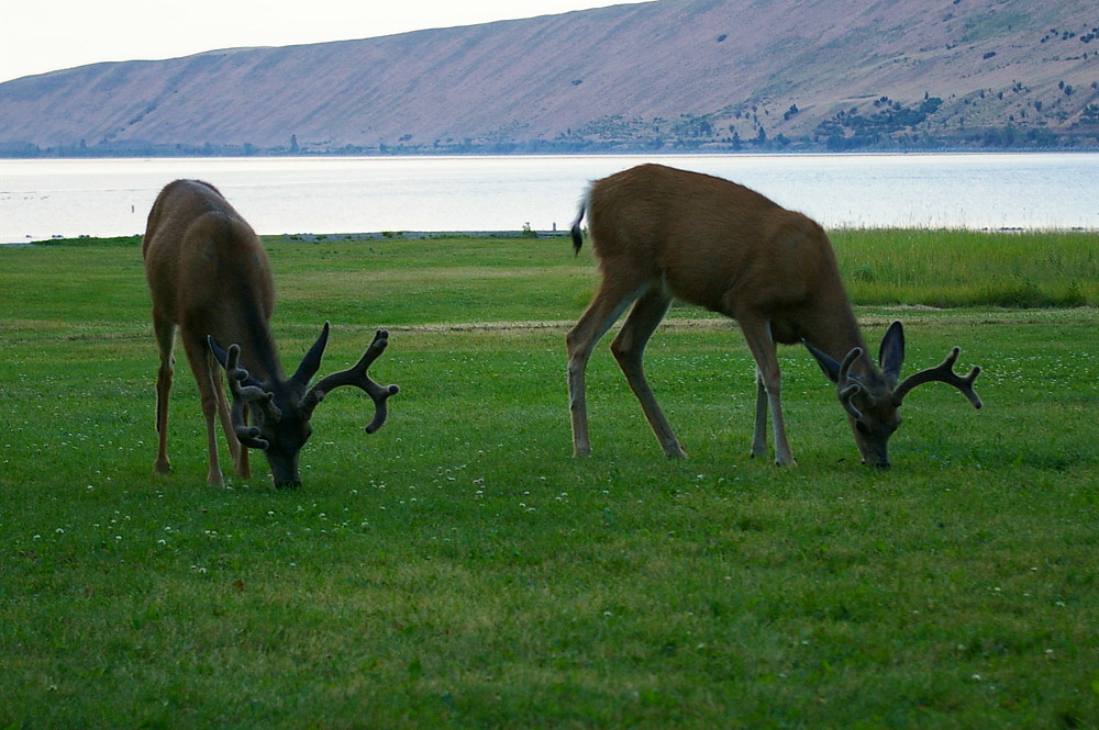 The deers of the Wallowa State park campground