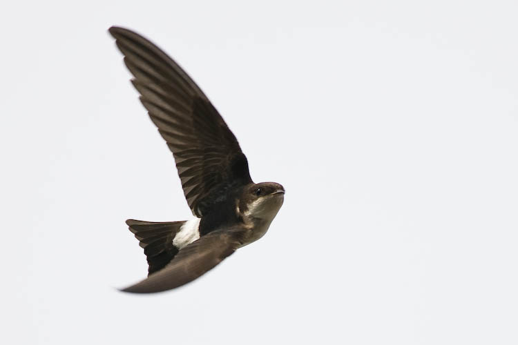 House Martin