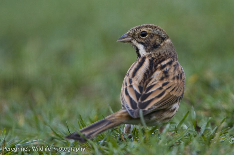 Reed Bunting
