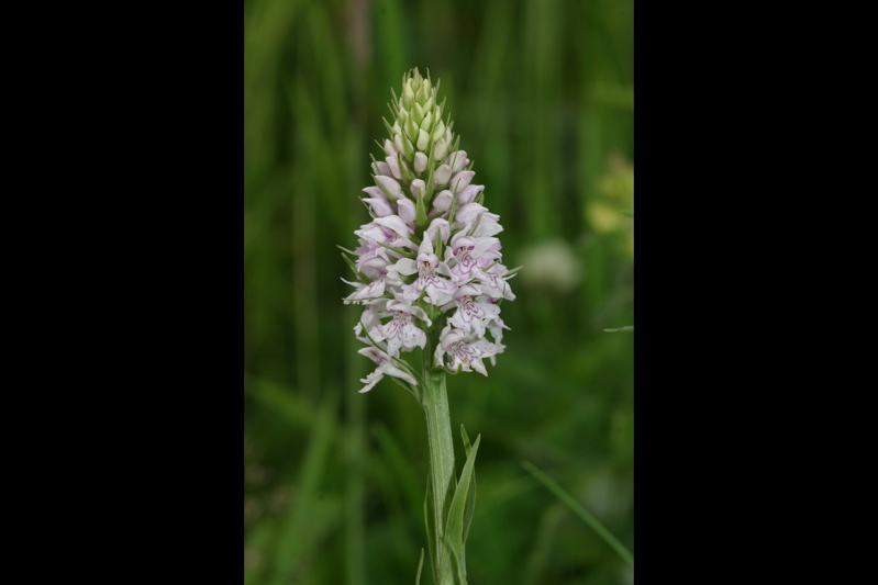 Orchid at Killard