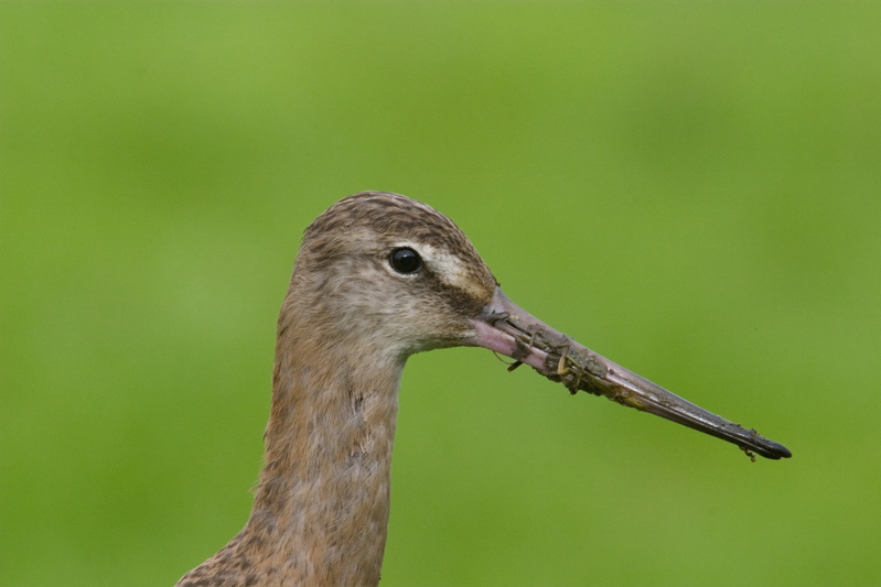 BlackTailed Godwit Portrait