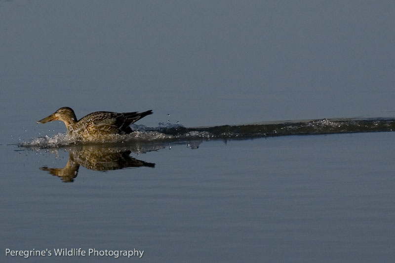 Shoveler