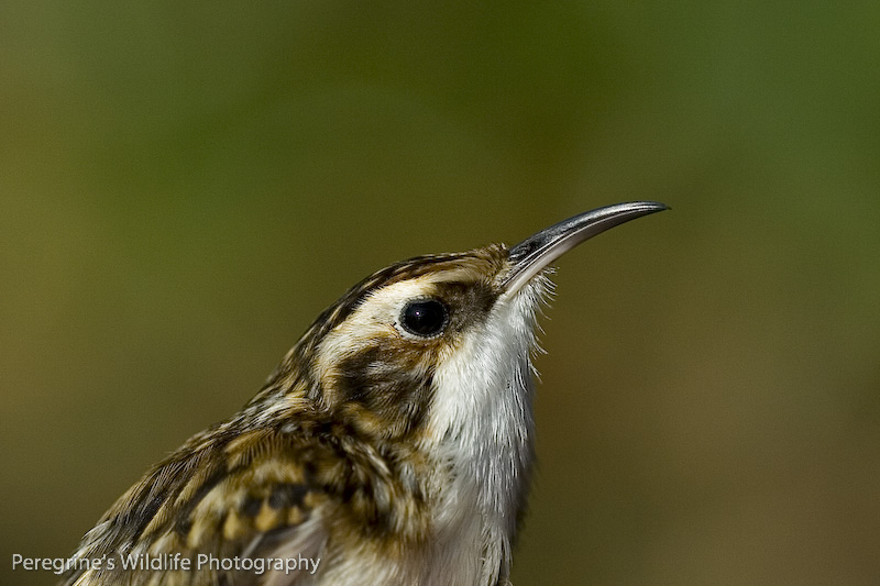 Treecreeper