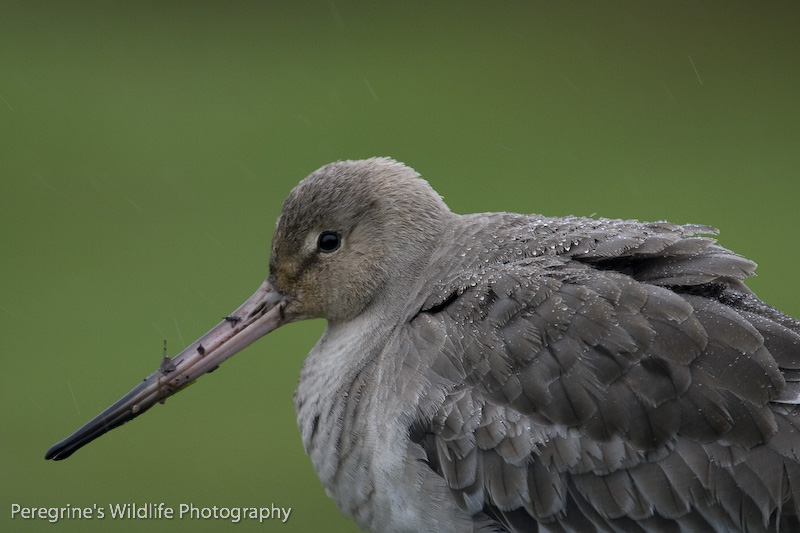 Godwit in the Rain
