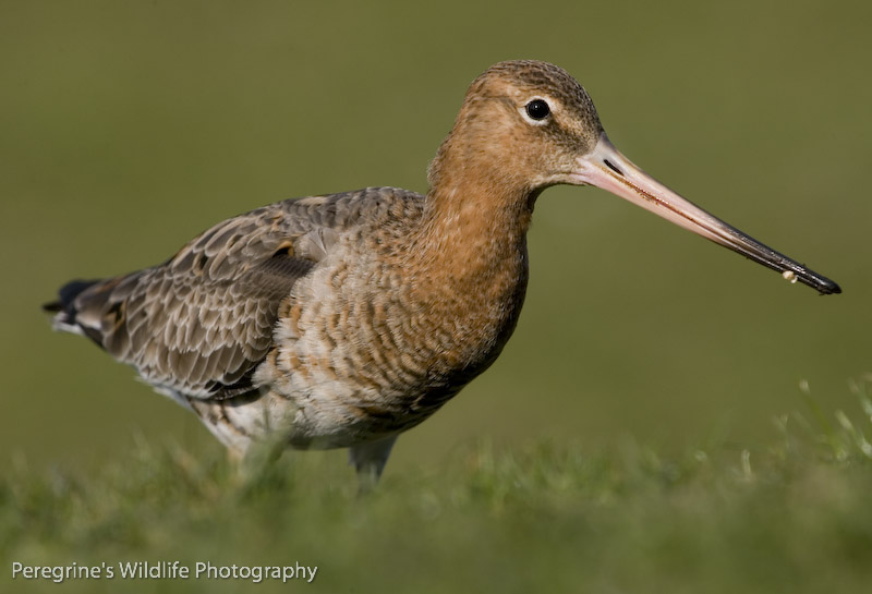 Black Tailed Godwit