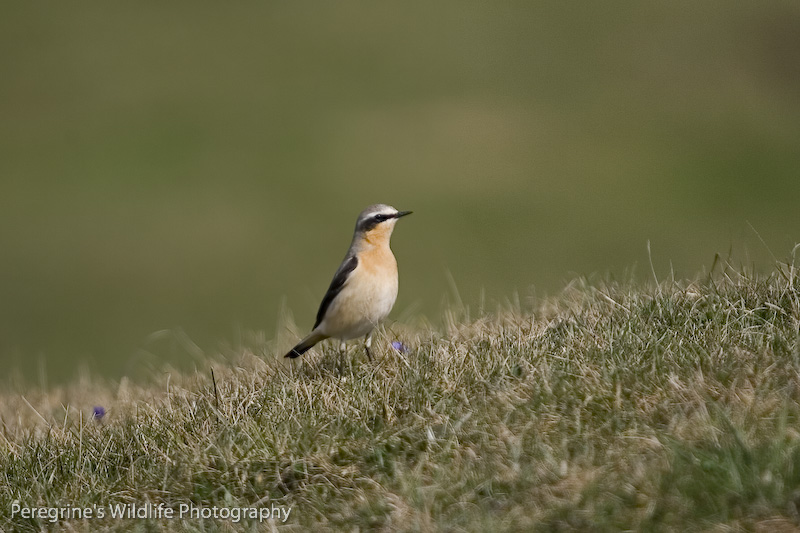 Wheatear