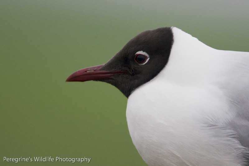 Black Headed Gull