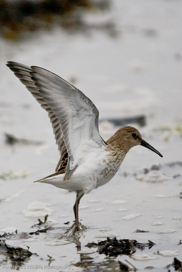 Dunlin