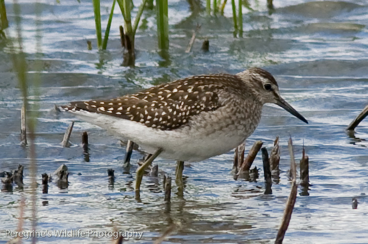 Wood Sandpiper