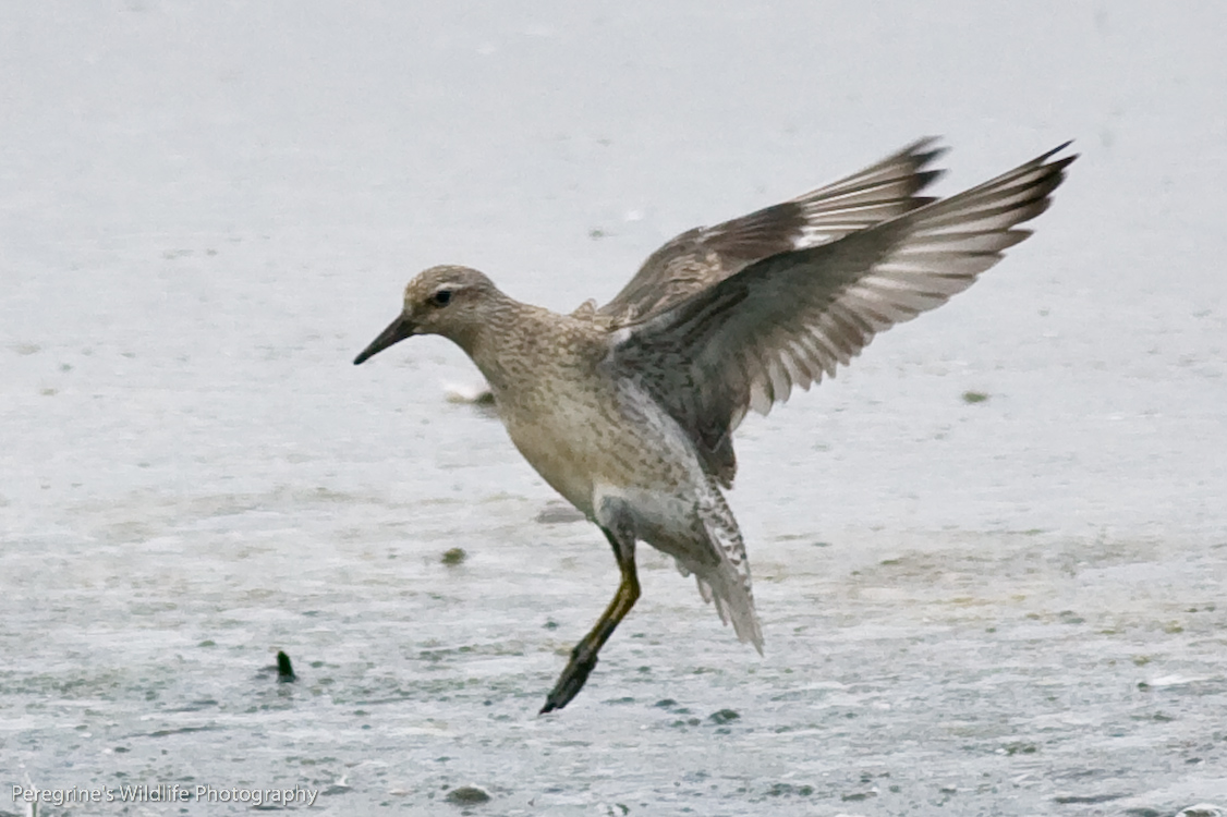 Knot Landing !!