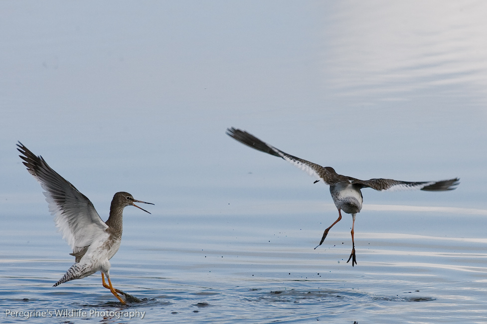 Common Redshank