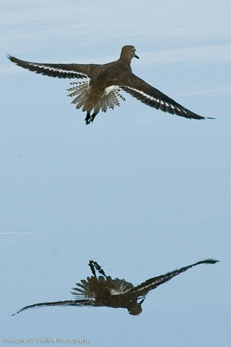 Common Sandpiper