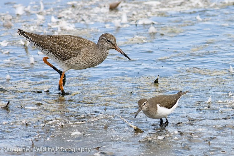 Common Redshank