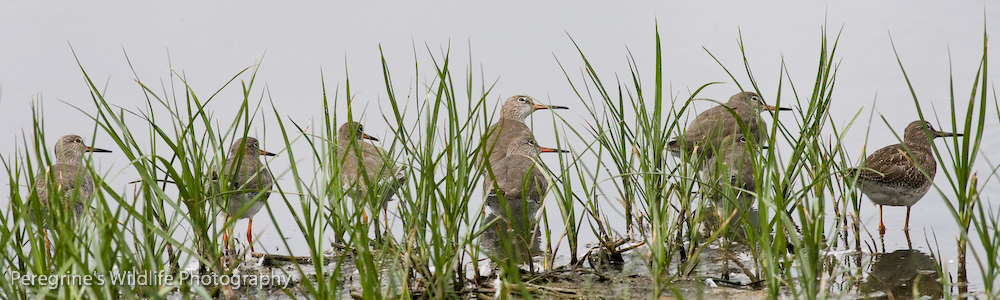 Common Redshank