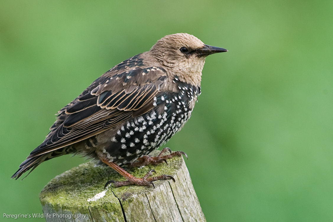 Juvenile Starling