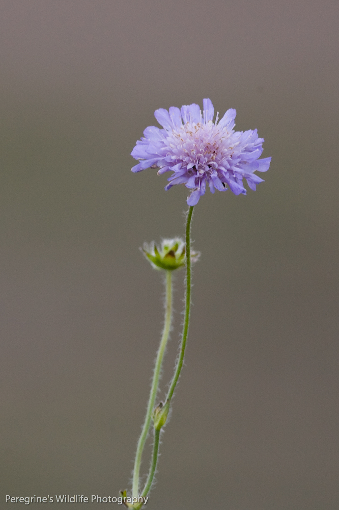Scabious
