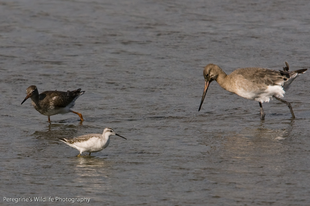 Common Redshank