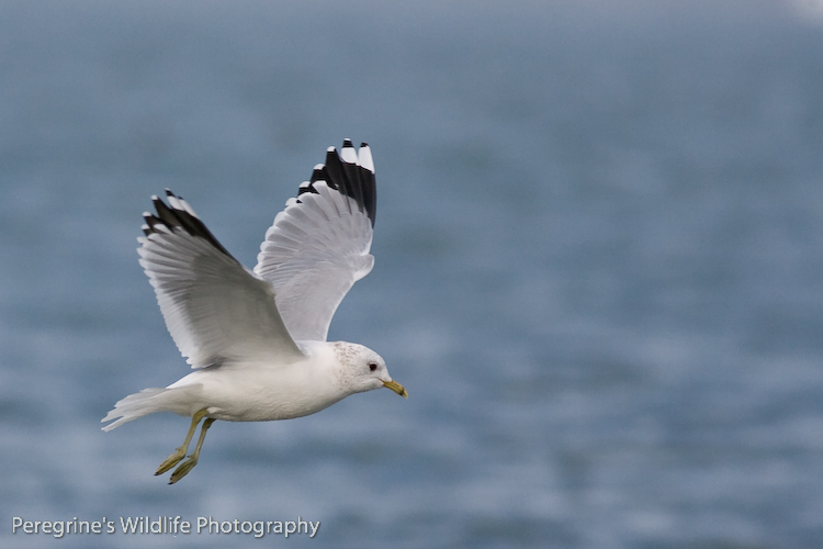 Common Gull