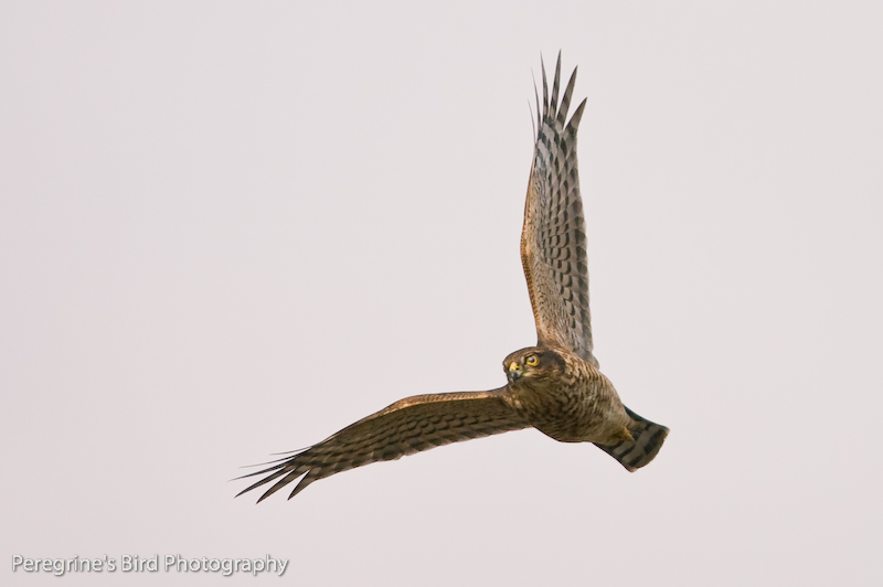 Sparrowhawk