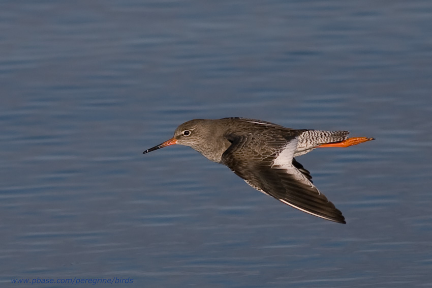 Common Redshank