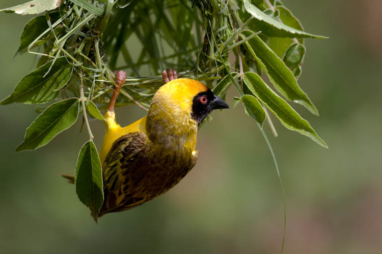 Masked Weaver