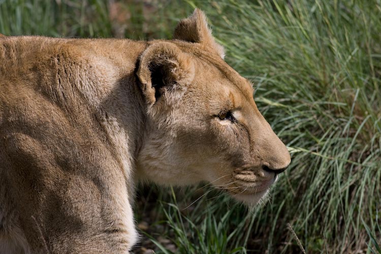 Female Lion at Amani Lodge Namibia