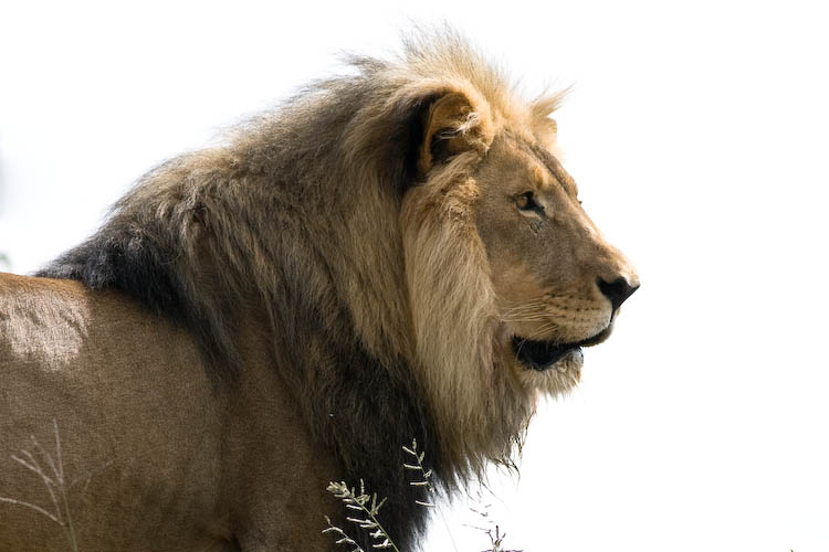 Lion at Amani Lodge Namibia