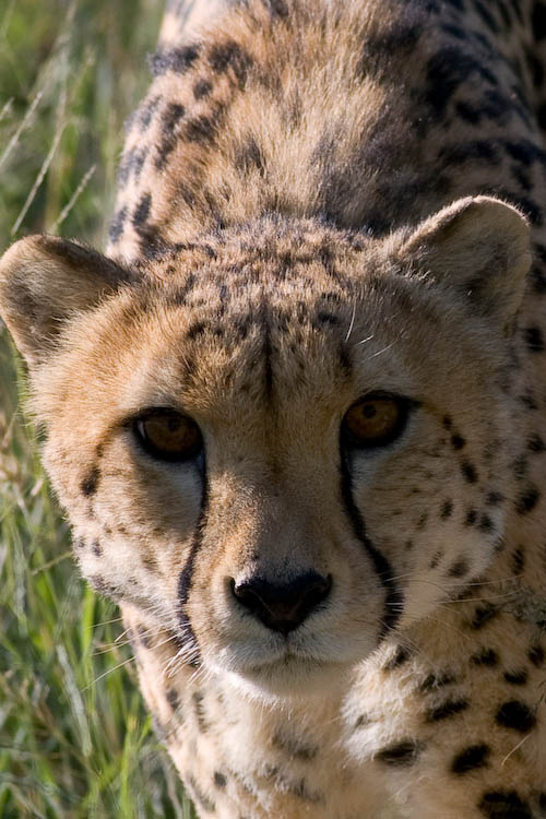 Cheetah at Amani Lodge Namibia
