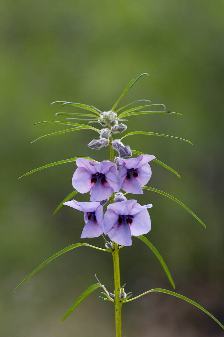 Flower Namibia