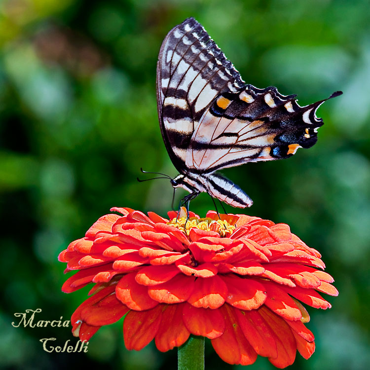 EASTERN TIGER SWALLOWTAIL_1044.jpg