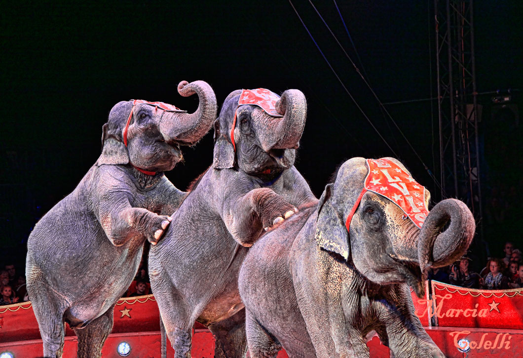 CIRCUS ELEPHANTS_8689.jpg