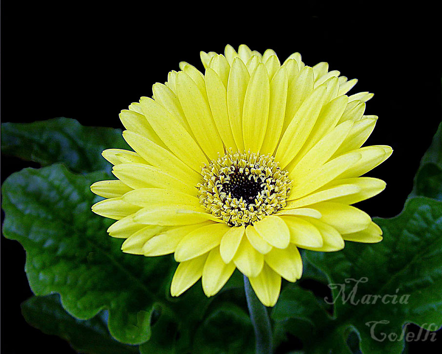 GERBERA DAISY 6608 b .jpg