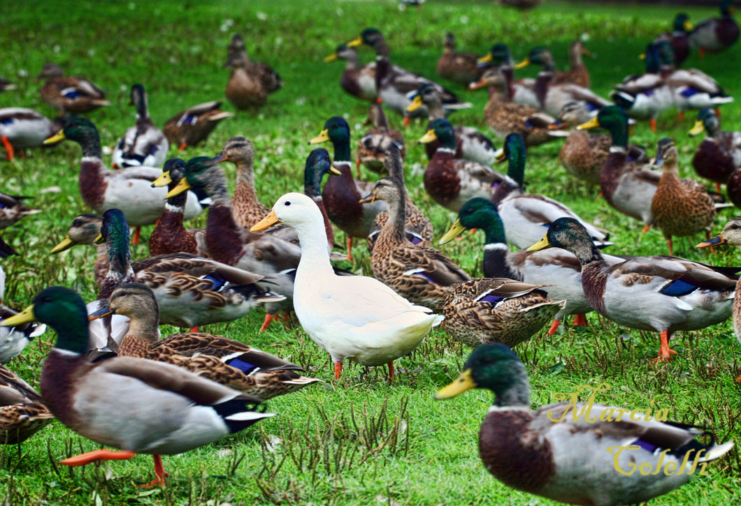 ALL ALONE IN A CROWD 2183 .jpg