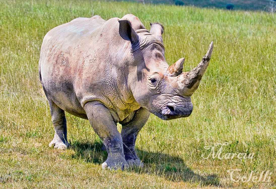 RHINOCEROS-6192.jpg