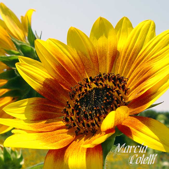 SUNFLOWER-8016-sq.jpg